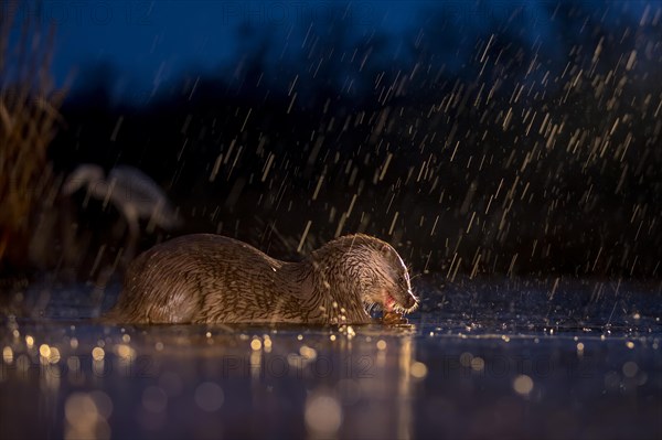 European otter