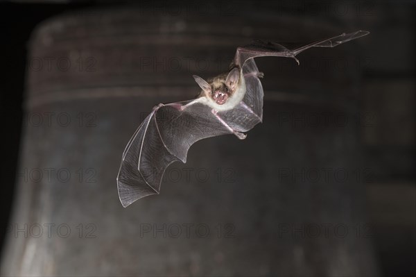 Greater mouse-eared bat