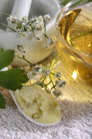 Cup of sanicle tea and sanicle ointment