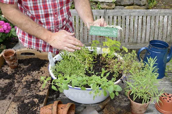 Planting of plant pots with herbs