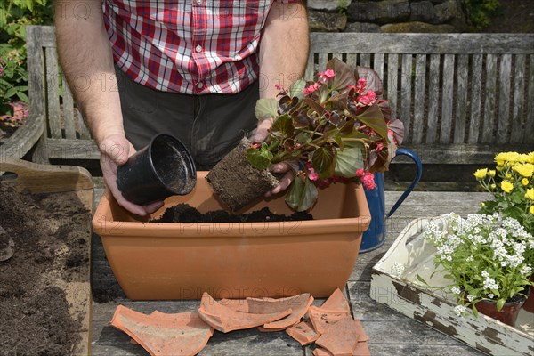 Planting summer flowers in plant pots