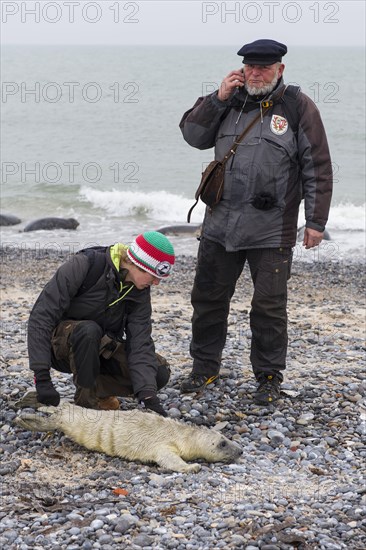 Grey Seal