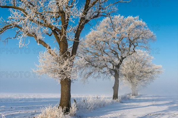 Hoarfrost on Oaks