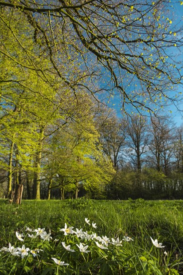 Wood anemones