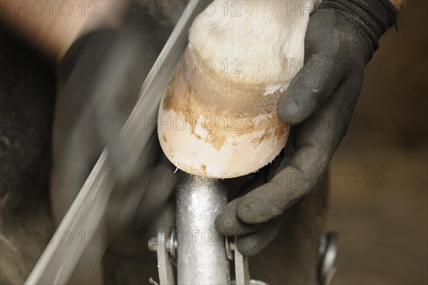 Farrier at work