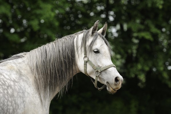 Arabian thoroughbred