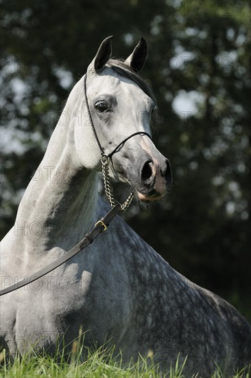 Arabian thoroughbred