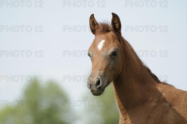 Arabian thoroughbred