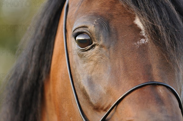 Arabian thoroughbred