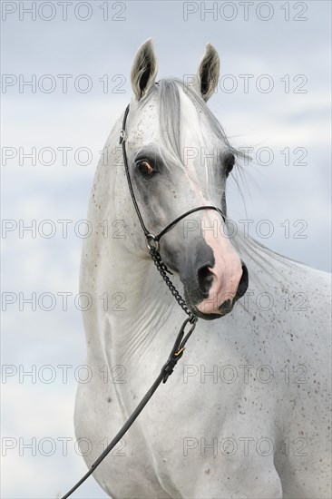 Arabian thoroughbred