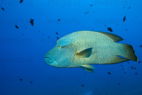 Napoleon Humpback Wrasse