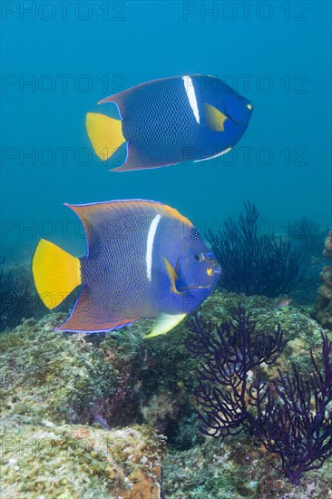 King angelfish