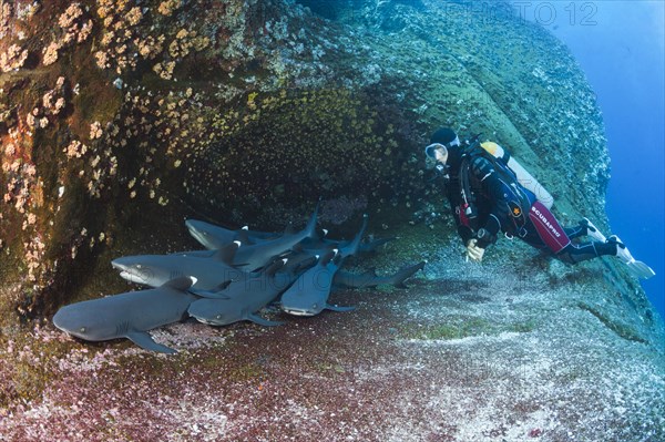 Whitetip Reef Shark