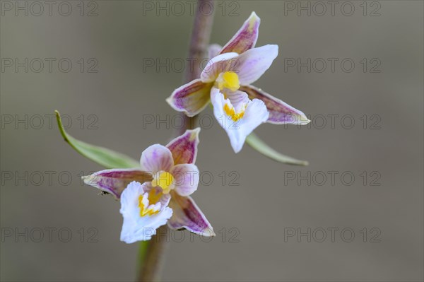 Marsh Helleborine