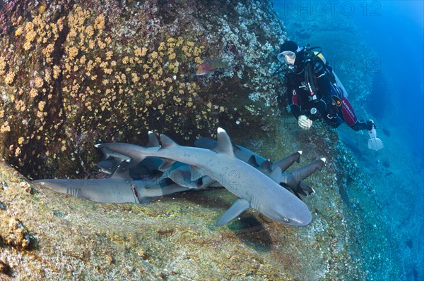 Whitetip Reef Shark