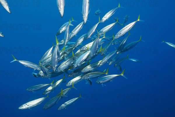 Pacific spiny dogfish