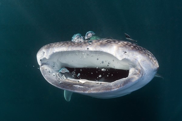 Feeding whale shark