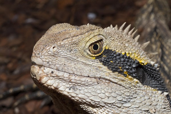 Australian water dragon