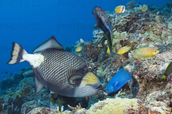 Titan triggerfish