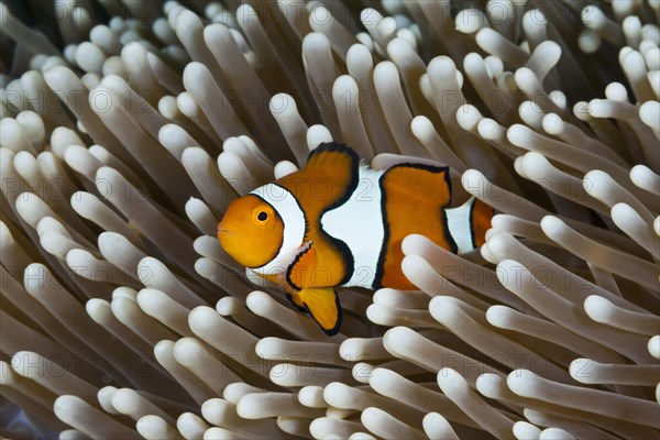 True clown anemonefish