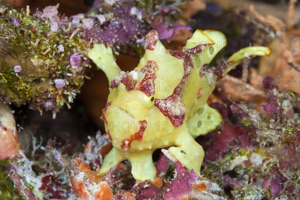 Yellow round-spotted frogfish