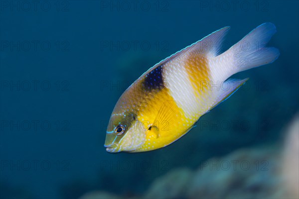 Honeyhead damselfish