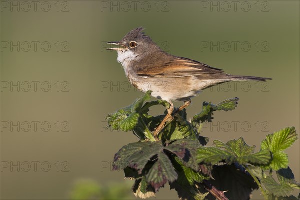 Common whitethroat