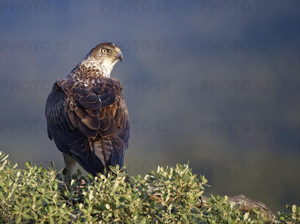 Bonelli's eagle