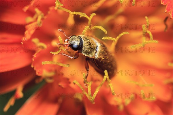 Pollen beetle