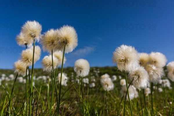 Scheuchzer's cotton grass