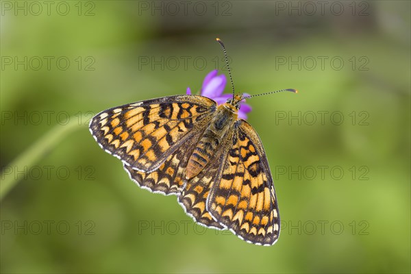 Knapweed fritillary