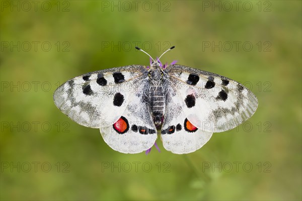 Red Apollo butterfly female