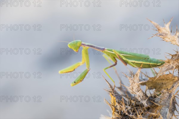 Mediterranean praying mantis