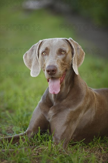 Weimaraner