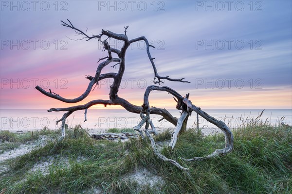 Uprooted tree at the west beach at sunset