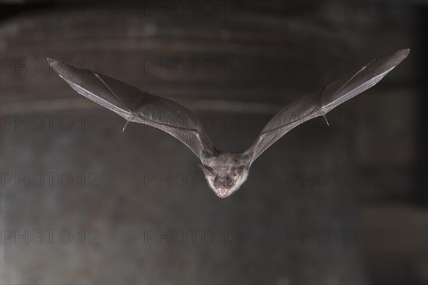 Greater mouse-eared bat