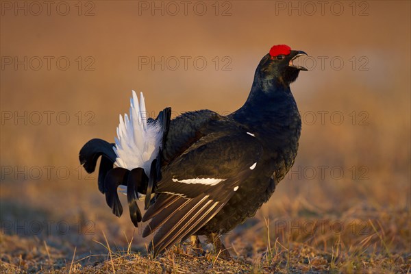 Black grouse