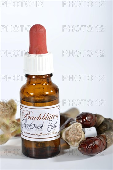 Bach Flower remedy chestnut bud