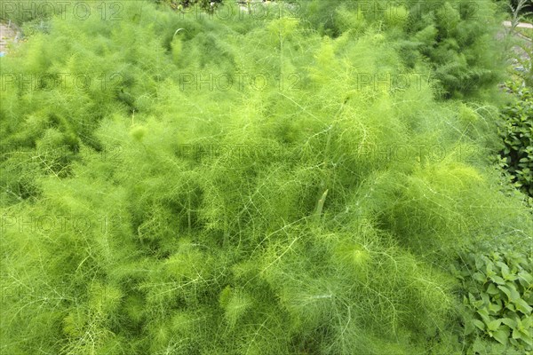 Fennel