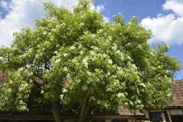 Black Elder or European Elderberry