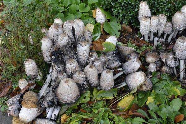 Shaggy ink cap