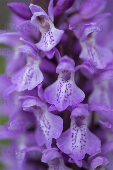 Southern marsh orchid