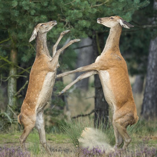 Red deer