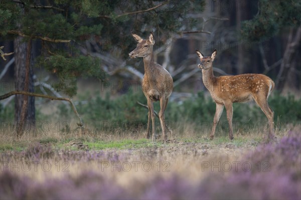 Red deer