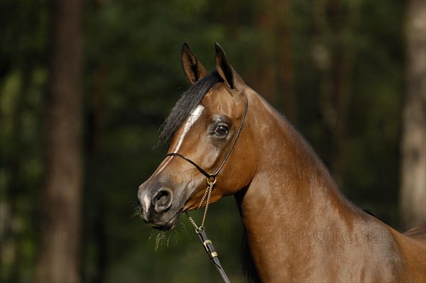 Arabian thoroughbred