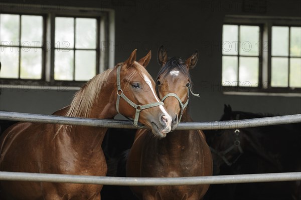 Arabian thoroughbred