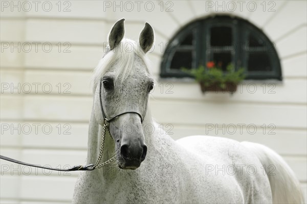 Arabian thoroughbred