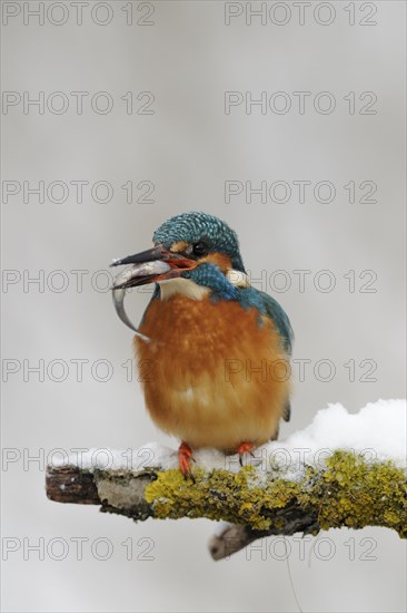 Common kingfisher