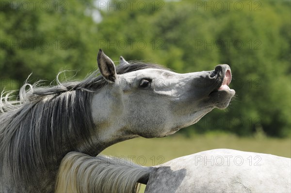 Arabian thoroughbred