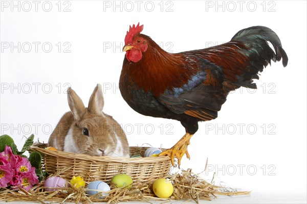 Dwarf rabbit and dwarf cock